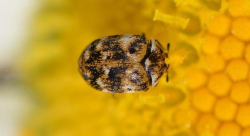 Anthrenus verbasci